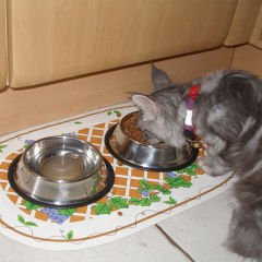 Microcase 2 Adet 22 cm 500 ml Kedi Köpek Metal Mama ve Su Kabı - AL3119